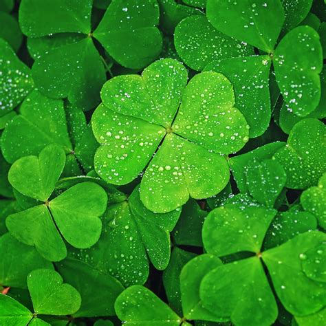 control 4 leaf clover|Iba pa.